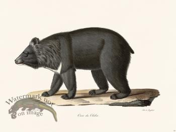 Cuvier 130 Bear Of Tibet